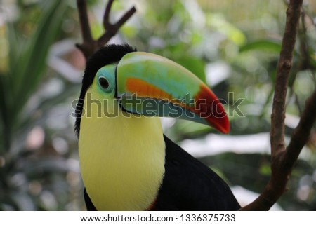 Toucan in Costarica