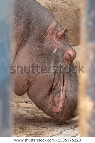 Close up side of the Common hippopotamus face (Hippopotamus amphibius)