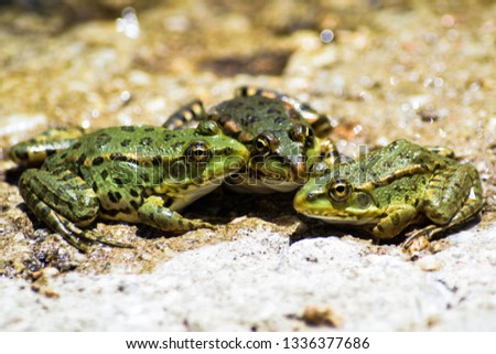 Three frogs on the stone, close up