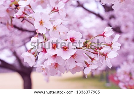 ”Somei Yoshino” cherry tree in Japan 