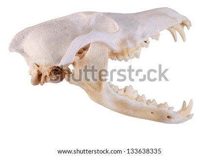Skull of a coyote (canis Latrans) on a white background with jaw open