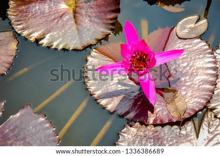 Lotus flowers bloom in a pond in Bogor Botanical Garden
