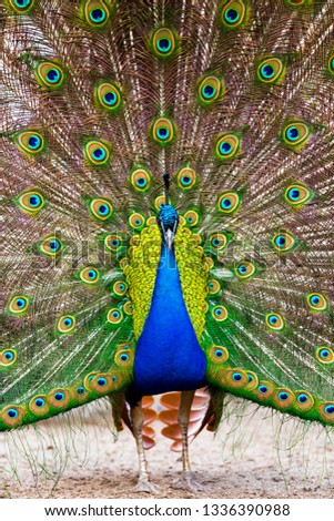Male peacock bird with full fan of feathers displayed. 