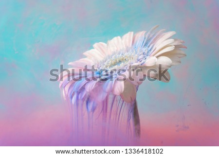 White daisy flower with pastel blue and pink ink. Creative abstract spring nature. Summer bloom concept.