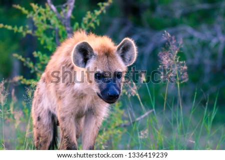 Hyena on the hunt in the Kruger National Park