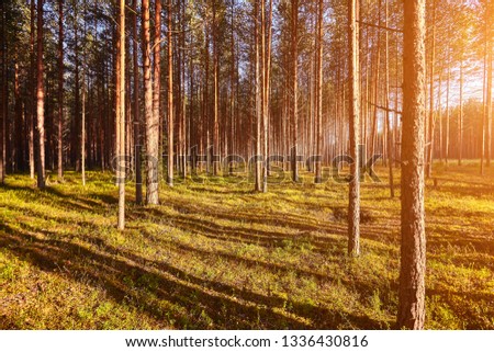 Beautiful landscape of pine forest in summer day. The tall trees of the pine trees growing in the old forest.