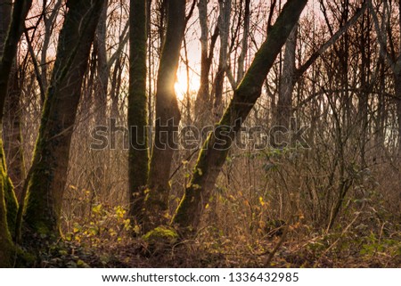 Forest with trees and sunshine