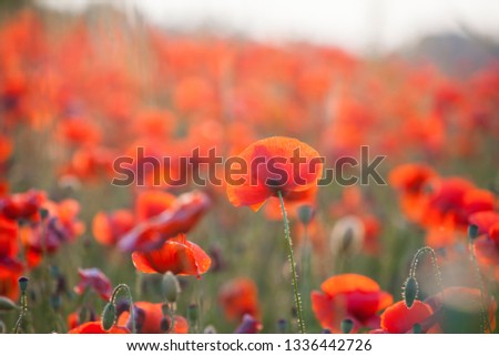Poppies in the field - Remembrance Sunday background - Image