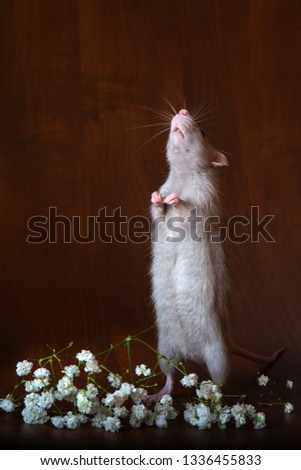 Charming rat on its hind legs. Brown background. Festive picture. Flowers for loved ones.