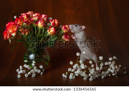 Charming rat on its hind legs sniffs flowers. Brown background. Festive picture. Flowers for loved ones.