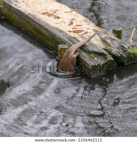 Otter dives down from a beam at the pond, concept for dives, disappear, hide, make itself invisible and the like