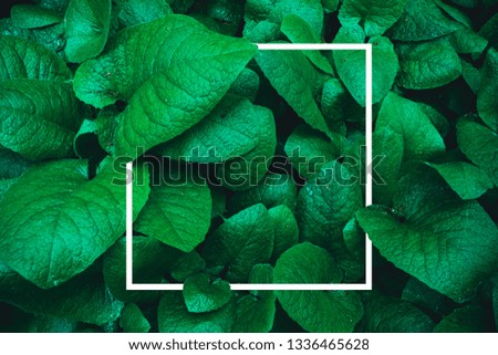 Tropical green leaves background with  frame