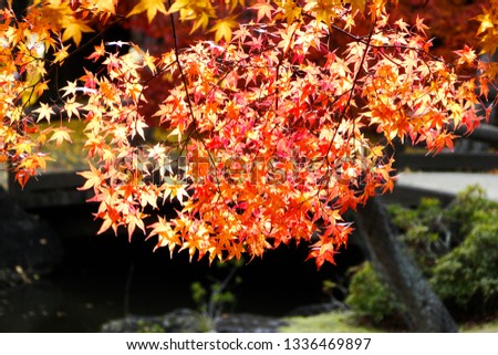Autumn park at sunny day in Tokyo, Japan. In Japan, the natural phenomenon is called koyo or momiji, meaning red leaf at autumn.