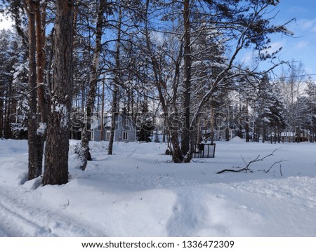 a picture of some trees in the winter with lots of snow and a blue sky