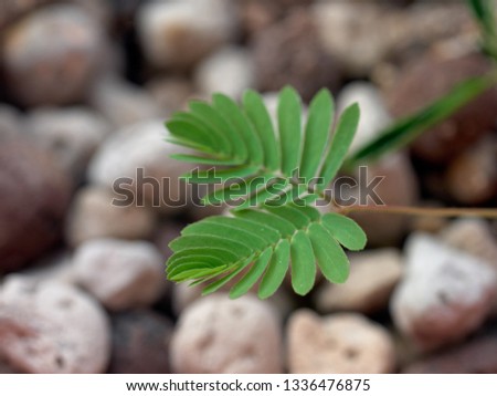 Young mimosa leaves