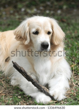 close up picture of young small cute lovely crossbreed dog white pastel beige colour bite and play a wood piece on green garden floor outdoor under natural sunlight