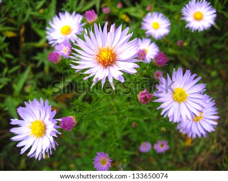  image of beautiful and bright blue asters