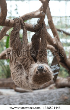 Sloth is cute
