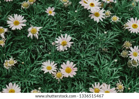 Camomiles in nature. Beautiful wild field of daisy flowers. Concept of chamomile season, ecology, green planet. Natural botanical background. Selective focus. 
