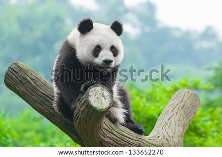 Panda bear sitting in tree Royalty-Free Stock Photo #133652270