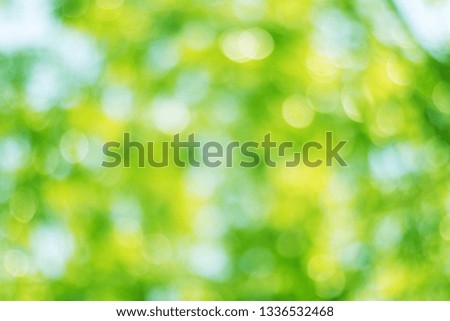 Natural background, blurred colors and sunlight, summer holiday ideas, background, bokeh or green energy