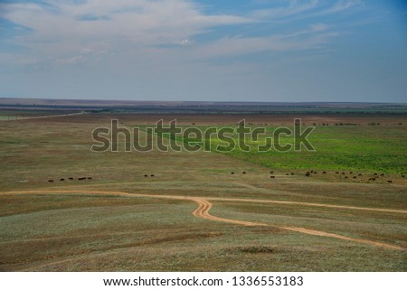 Summer landscape of the steppe Crimea, Cattle grazing, Kerch Peninsula