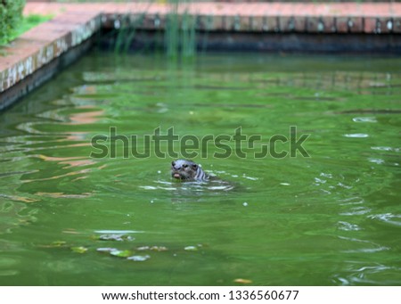 Smooth-coated Otter (Lutrogale perspicillata) in Singapore