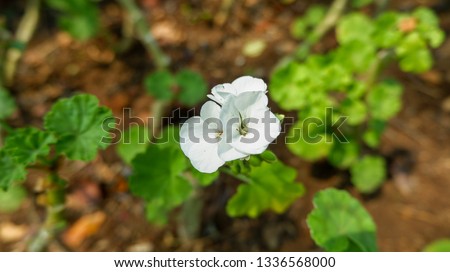 White flower in the garden with bleary background 