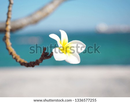 Plumeria flowers at the sea