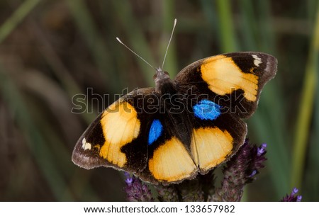 Yellow pansy butterfly