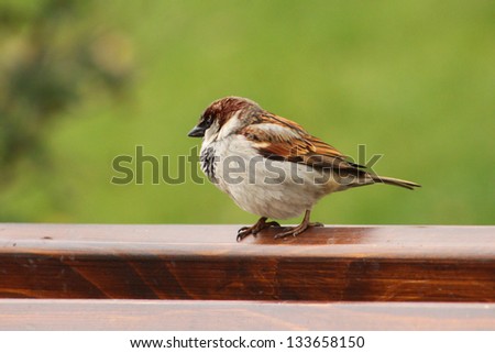 Closeup picture of a little sparrow on wooden bench in the park
