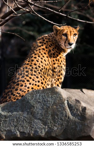 a sunlit cheetah with bright orange hair sits on a stone, dark background.