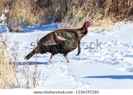 Wild Turkey strutting his colours