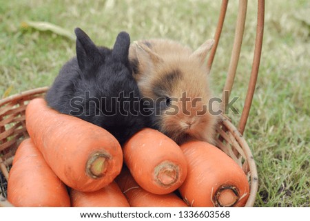 portrait of cute rabbit with carrot on the wood basket.