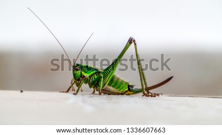 Grasshopper macro close up picture