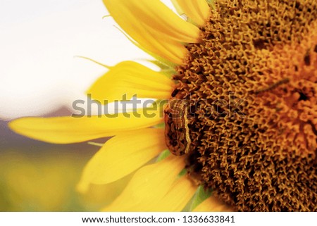 Sunflower and worm with sunrise at the sky in summer.