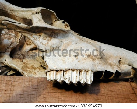 picture of a bull's skull and teeth