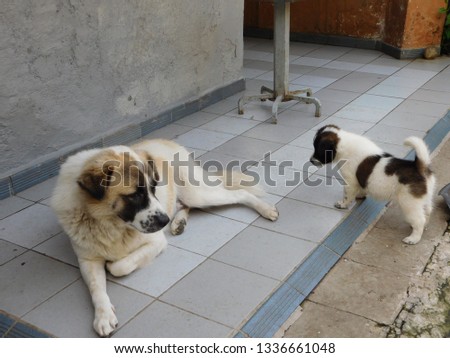 a picture of dogs family; adult dog with puppies