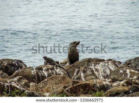 The sea lion on the rock on San Cristobal in the Galapagos Islands, Ecuador. Wild nature of South America.