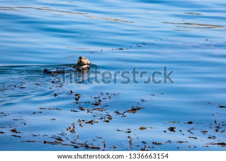 Sea Otters in the Bay
