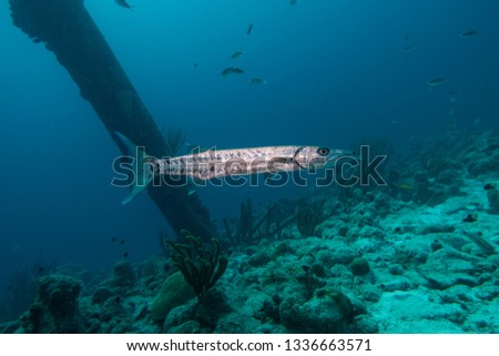 A barracuda swimming below the pillars of the Salt Pier located on the tropical island Bonaire in the Carribean