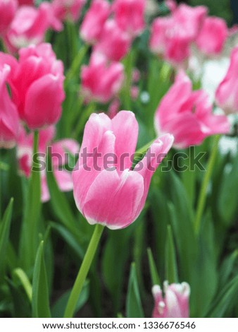 Beautiful Colors of Tulip Flowers in Garden. Spring Flowers. Close-up Flowers Image.