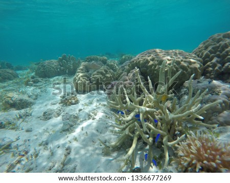 Wonderful sea corals