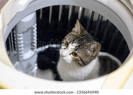 Cat in the washing machine
