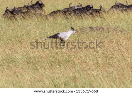 Secretary Bird walking in the high grass with african buffalo in the background