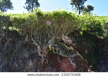 Tea tree roots  Royalty-Free Stock Photo #1336731608