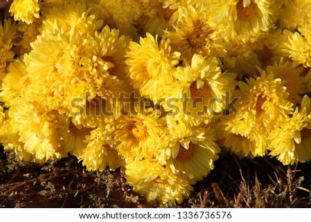 Beautiful yellow chrysanthemum as background picture. Chrysanthemum wallpaper, chrysanthemums in autumn.