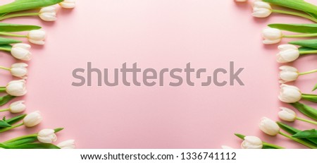 White tender tulips on lightpink background.  Top view. Panoramic horizontal image.