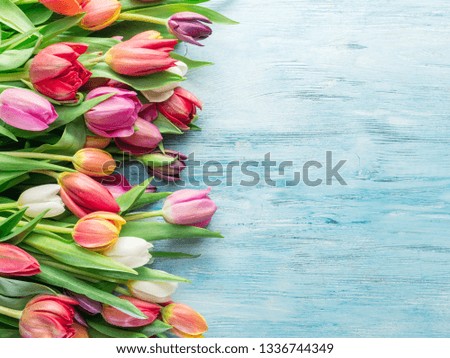 Colorful  bouquet of tulips on blue wooden background.  Top view.