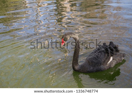 Cygnus atratus or black swan swimming in a lake, macro

